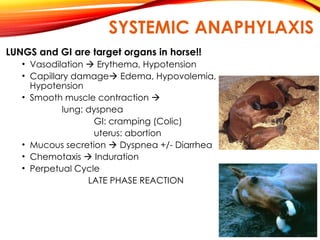 SYSTEMIC ANAPHYLAXIS
LUNGS and GI are target organs in horse!!
• Vasodilation  Erythema, Hypotension
• Capillary damage Edema, Hypovolemia,
Hypotension
• Smooth muscle contraction 
lung: dyspnea
GI: cramping (Colic)
uterus: abortion
• Mucous secretion  Dyspnea +/- Diarrhea
• Chemotaxis  Induration
• Perpetual Cycle
LATE PHASE REACTION
 