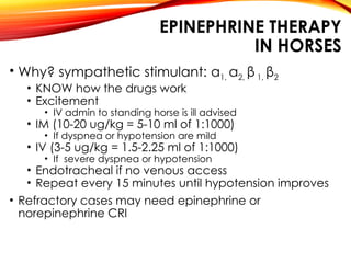 EPINEPHRINE THERAPY
IN HORSES
• Why? sympathetic stimulant: α1, α2, β 1, β2
• KNOW how the drugs work
• Excitement
• IV admin to standing horse is ill advised
• IM (10-20 ug/kg = 5-10 ml of 1:1000)
• If dyspnea or hypotension are mild
• IV (3-5 ug/kg = 1.5-2.25 ml of 1:1000)
• If severe dyspnea or hypotension
• Endotracheal if no venous access
• Repeat every 15 minutes until hypotension improves
• Refractory cases may need epinephrine or
norepinephrine CRI
 