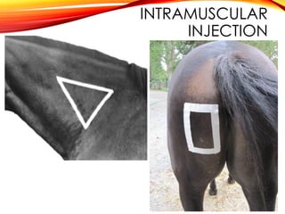 INTRAMUSCULAR
INJECTION
 