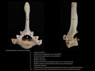 Vertebra tipo de la columna vertebral :
1. Cuerpo vertebral
2. Pedículo (arco apofisiario o arco vertebral)
3. Lámina (arco apofisiario o arco vertebral)
4. Apófisis espinosa
5. Apófisis transversa
6. Apófisis articular intervertebral craneal con su carilla articular
7. Apófisis articular intervertebral caudal con su carilla articular
8. Conducto vertebral
9. Carilla articular costa-transversaria (presente solo en las vertebras torácicas)
10. Carilla articular costo-vertebral (presente solo en las vertebras torácicas)
1 1
5 5
2 2
4 4
3 3 3
66 6
7
8 9
10
10
 