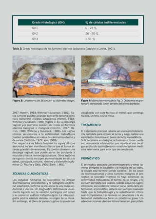 1957; Herron, 1983; Withrow y Susaneck, 1986). Es-
tos tumores pueden alcanzar suficiente tamaño como
para comprimir vísceras adyacentes (Herron, 1983;
Withrow y Susaneck, 1986) (Figura 3, 4). La descarga
vaginal y/o piómetra pueden ser vistas en tumores
uterinos benignos o malignos (Cotchin, 1957; He-
rron, 1983; Withrow y Susaneck, 1986). Los signos
clínicos secundarios a la enfermedad metastásica
pueden presentarse en casos de carcinoma uterino y
de cervix (Bellhorn, 1972; Vos, 1988).
Con respecto a los felinos también los signos clínicos
asociados no son manifiestos hasta que el tumor al-
canza grandes dimensiones. Es común observar una
descarga vaginal, que puede variar de purulenta a
mucoide y hasta hemorrágica oscura. Otros reportes
de signos clínicos incluyen anormalidades en el ciclo
estral, polidipsia, poliuria, vómitos y distensión abdo-
minal (O’ Rourke y Geib, 1970; Stein, 1981).
Técnicas Diagnósticas
Los estudios rutinarios de laboratorio no arrojan
anormalidades consistentes, y la radiografía abdomi-
nal solamente confirma la presencia de una masa ab-
dominal o uterina. Un diagnostico definitivo es usual-
mente logrado con la escisión quirúrgica del tumor
y su posterior análisis histopatológico. La ultrasono-
grafía podría además delinear el origen de la masa.
Sin embargo, el útero de perras y gatas no puede ser
visualizado con esta técnica al menos que contenga
fluidos, un feto, o una masa.
Tratamiento
El tratamiento principal debería ser una ovariohisterecto-
mía completa para remover el tumor y luego realizar una
exploración minuciosa en busca de focos metastáticos.
Si la neoplasia es maligna, actualmente no se cuenta
con demasiada información que repalde el uso de al-
gun protocolo quimioterapico o radioterapia en medi-
cina veterinaria para este tipo de neoplasias.
Pronóstico
El pronóstico asociado con leiomiosarcoma y otros tu-
mores benignos es excelente y la mayoría de las veces,
la cirugía sola termina siendo curativa. En los casos
de leiomiosarcomas y otros tumores malignos el pró-
nostico es favorable mientras no haya evidencias de
enfermedad metastasica al tiempo de la cirugía, y la
escisión completa sea posible. Debido a que los signos
clínicos no son evidentes hasta un curso tardío de la en-
fermedad, el pronóstico debería ser siempre reservado
hasta que la histopatología y la estadificación clínica
sean completadas. Las lesiones no resecables o la en-
fermedad metastasica tiene un pronóstico grave. Los
adenocarcinomas uterinos felinos tienen un gran poten-
Tabla 2: Grado histológico de los tumores ováricos (adaptada Casciato y Lowitz, 2001).
Figura 3: Leiomioma de 26 cm, en su diámetro mayor. Figura 4: Mismo leiomioma de la Fig. 3. Obsérvese en gran
tamaño comparado con el tamaño del animal portador.
 