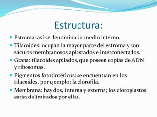 Estructura:
 Estroma: así se denomina su medio interno.
 Tilacoides: ocupan la mayor parte del estroma y son
sáculos membranosos aplastados e interconectados.
 Grana: tilacoides apilados, que poseen copias de ADN
y ribosomas.
 Pigmentos fotosintéticos: se encuentran en los
tilacoides, por ejemplo; la clorofila.
 Membrana: hay dos, interna y externa; los cloroplastos
están delimitados por ellas.
 