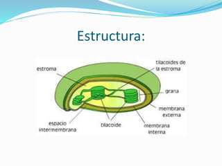 Estructura:
 