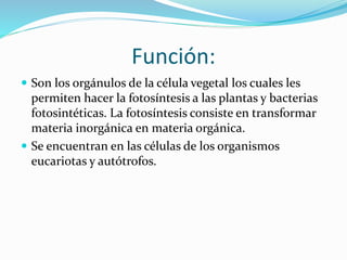 Función:
 Son los orgánulos de la célula vegetal los cuales les
permiten hacer la fotosíntesis a las plantas y bacterias
fotosintéticas. La fotosíntesis consiste en transformar
materia inorgánica en materia orgánica.
 Se encuentran en las células de los organismos
eucariotas y autótrofos.
 