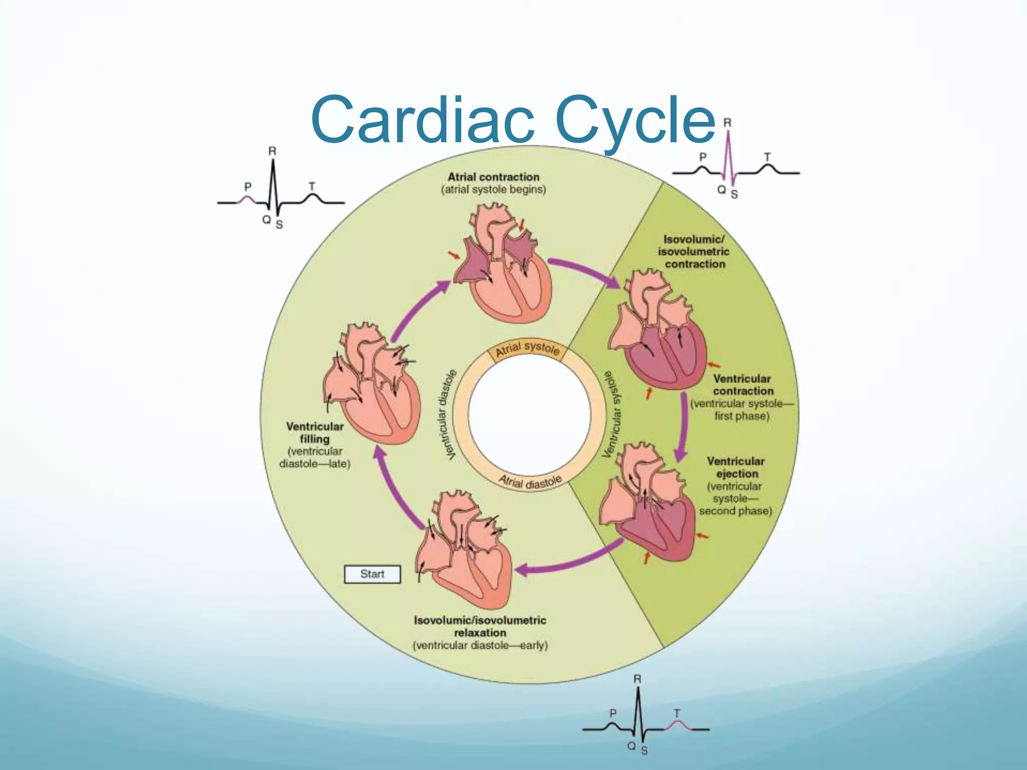 Cardiac Cycle
 