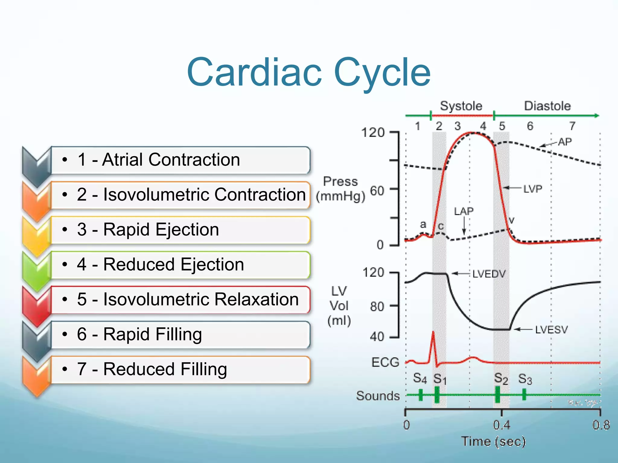 Cardiac Cycle
• 1 - Atrial Contraction
• 2 - Isovolumetric Contraction
• 3 - Rapid Ejection
• 4 - Reduced Ejection
• 5 - Isovolumetric Relaxation
• 6 - Rapid Filling
• 7 - Reduced Filling
 