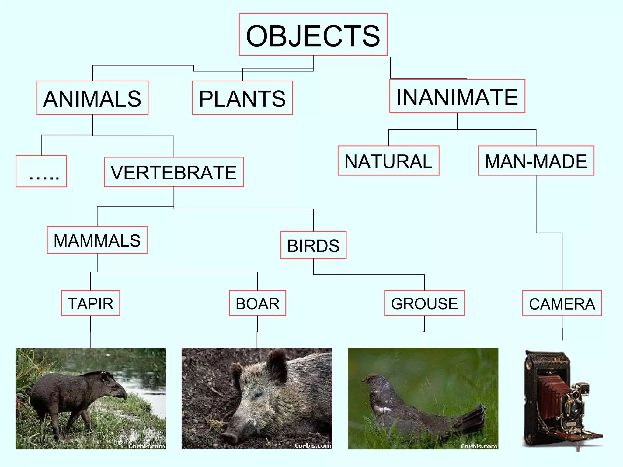 OBJECTS ANIMALS INANIMATE PLANTS MAN-MADE NATURAL VERTEBRATE … .. MAMMALS BIRDS GROUSE BOAR TAPIR CAMERA 
