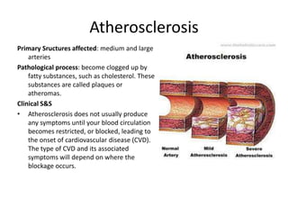Atherosclerosis
Primary Sructures affected: medium and large
    arteries
Pathological process: become clogged up by
    fatty substances, such as cholesterol. These
    substances are called plaques or
    atheromas.
Clinical S&S
• Atherosclerosis does not usually produce
    any symptoms until your blood circulation
    becomes restricted, or blocked, leading to
    the onset of cardiovascular disease (CVD).
    The type of CVD and its associated
    symptoms will depend on where the
    blockage occurs.
 