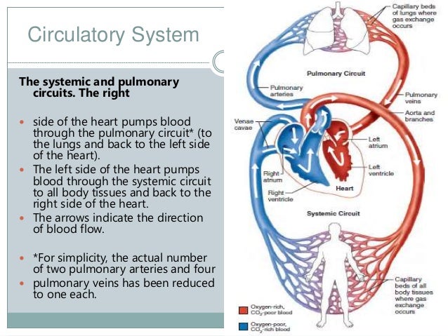 Cardiovascular System