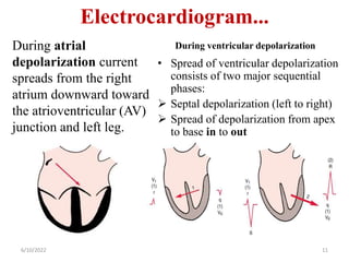 Electrocardiogram...
6/10/2022 11
During atrial
depolarization current
spreads from the right
atrium downward toward
the atrioventricular (AV)
junction and left leg.
During ventricular depolarization
• Spread of ventricular depolarization
consists of two major sequential
phases:
 Septal depolarization (left to right)
 Spread of depolarization from apex
to base in to out
 