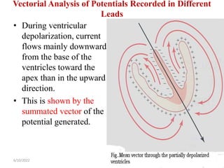Vectorial Analysis of Potentials Recorded in Different
Leads
• During ventricular
depolarization, current
flows mainly downward
from the base of the
ventricles toward the
apex than in the upward
direction.
• This is shown by the
summated vector of the
potential generated.
6/10/2022 28
 