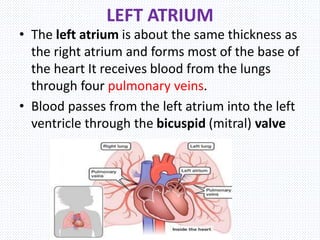LEFT ATRIUM
• The left atrium is about the same thickness as
the right atrium and forms most of the base of
the heart It receives blood from the lungs
through four pulmonary veins.
• Blood passes from the left atrium into the left
ventricle through the bicuspid (mitral) valve
 