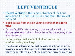 LEFT VENTRICLE
• The left ventricle is the thickest chamber of the heart,
averaging 10–15 mm (0.4–0.6 in.), and forms the apex of
the heart.
• Blood passes from the left ventricle through the aortic
valve
• During fetal life, a temporary blood vessel, called the
ductus arteriosus, shunts blood from the pulmonary trunk
into the aorta.
• Hence, only a small amount of blood enters the
nonfunctioning fetal lungs.
• The ductus arteriosus normally closes shortly after birth,
leaving a remnant known as the ligamentum arteriosum
which connects the arch of the aorta and pulmonary trunk
 