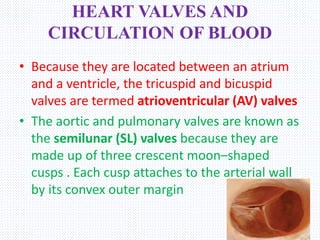 HEART VALVES AND
CIRCULATION OF BLOOD
• Because they are located between an atrium
and a ventricle, the tricuspid and bicuspid
valves are termed atrioventricular (AV) valves
• The aortic and pulmonary valves are known as
the semilunar (SL) valves because they are
made up of three crescent moon–shaped
cusps . Each cusp attaches to the arterial wall
by its convex outer margin
 