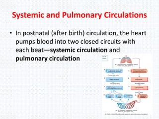 Systemic and Pulmonary Circulations
• In postnatal (after birth) circulation, the heart
pumps blood into two closed circuits with
each beat—systemic circulation and
pulmonary circulation
 