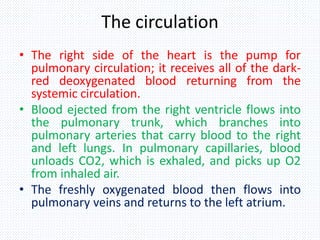 The circulation
• The right side of the heart is the pump for
pulmonary circulation; it receives all of the dark-
red deoxygenated blood returning from the
systemic circulation.
• Blood ejected from the right ventricle flows into
the pulmonary trunk, which branches into
pulmonary arteries that carry blood to the right
and left lungs. In pulmonary capillaries, blood
unloads CO2, which is exhaled, and picks up O2
from inhaled air.
• The freshly oxygenated blood then flows into
pulmonary veins and returns to the left atrium.
 