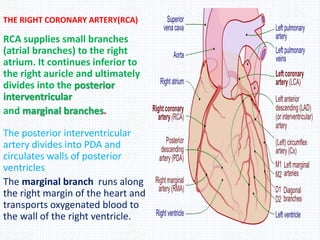 THE RIGHT CORONARY ARTERY(RCA)
RCA supplies small branches
(atrial branches) to the right
atrium. It continues inferior to
the right auricle and ultimately
divides into the posterior
interventricular
and marginal branches.
The posterior interventricular
artery divides into PDA and
circulates walls of posterior
ventricles
The marginal branch runs along
the right margin of the heart and
transports oxygenated blood to
the wall of the right ventricle.
 