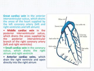 Great cardiac vein in the anterior
interventricular sulcus, which drains
the areas of the heart supplied by
the left coronary artery (left and
right ventricles and left atrium)
• Middle cardiac vein in the
posterior interventricular sulcus,
which drains the areas supplied by
the posterior interventricular
branch of the right coronary artery
(left and right ventricles)
• Small cardiac vein in the coronary
sulcus, which drains the right
atrium and right ventricle
• Anterior cardiac veins, which
drain the right ventricle and open
directly into the right atrium
 