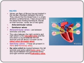 VALVES
 Valves are flaps of fibrous tissues located in
the cardiac chambers between the veins.
They ensure that the blood flows in a single
direction (unidirectional). Flaps also prevent
the blood from flowing backwards. Based
on their function, valves are of two types:
1. Atrioventricular valves
2. Semilunar valves
 Atrioventricular valves : are between
ventricles and atria.
 The valve between the right ventricle and
right atrium is the tricuspid valve and the
one which is found between the left
ventricle and left atrium is known as the
mitral valve (bicuspid valve)
 Semilunar valves : These are present in
Aorta and Pulmonary artery.
 the valve which is located between the left
ventricle and aorta called Aortic valve. It is
also found between the pulmonary artery
and right ventricle called Pulmonary valve.
 