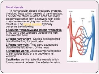 Blood Vessels
In humans with closed circulatory systems,
the blood flows within vessels of varying sizes.
The external structure of the heart has many
blood vessels that form a network, with other
major vessels emerging from within the
structure. The blood vessels typically
comprise the following:
1.Superior venacava and inferior venacava:
They carry deoxygenated blood to the right
atrium of the herat.
2.Pulmonary artery : Carries deoxygenated
blood to the lung for purification
3.Pulmonary vein: They carry oxygenated
blood to the left atrium. Of the heart
4.Systemic Aorta: Carries oxygenated blood
to the various parts of the body from left
ventricle.
Capillaries are tiny, tube-like vessels which
form a network between the arteries to veins.
 