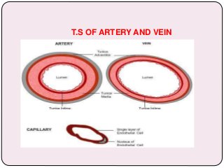 T.S OF ARTERY AND VEIN
 