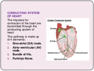 CONDUCTING SYSTEM
OF HEART
The impulses for
contracton of the heart are
transmitted through the
conducting system of
heart.
This pathway is made up
of 4 elements:
1. Sino-atrial (SA) node.
2. Atrio-ventricular (AV)
node.
3. Bundle of His.
4. Purkinje fibres.
 