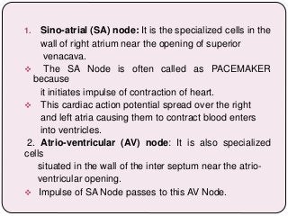 1. Sino-atrial (SA) node: It is the specialized cells in the
wall of right atrium near the opening of superior
venacava.
 The SA Node is often called as PACEMAKER
because
it initiates impulse of contraction of heart.
 This cardiac action potential spread over the right
and left atria causing them to contract blood enters
into ventricles.
2. Atrio-ventricular (AV) node: It is also specialized
cells
situated in the wall of the inter septum near the atrio-
ventricular opening.
 Impulse of SA Node passes to this AV Node.
 