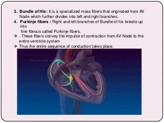 3. Bundle of His: It is a specialized mass fibers that originated from AV
Node which further divides into left and right branches.
4. Purkinje fibers : Right and left branches of Bundle of his breaks up
into
fine fibrous called Purkinje fibers.
 . These fibers convey the impulse of contraction from AV Node to the
entire ventricle system
 Thus the entire sequence of conduction takes place.
 