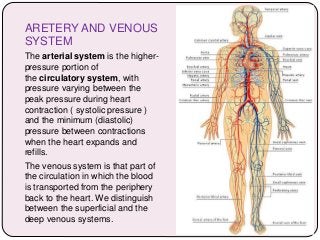 ARETERY AND VENOUS
SYSTEM
The arterial system is the higher-
pressure portion of
the circulatory system, with
pressure varying between the
peak pressure during heart
contraction ( systolic pressure )
and the minimum (diastolic)
pressure between contractions
when the heart expands and
refills.
The venous system is that part of
the circulation in which the blood
is transported from the periphery
back to the heart. We distinguish
between the superficial and the
deep venous systems.
 