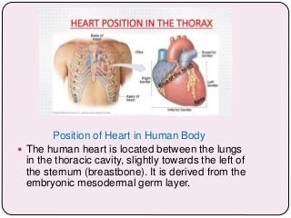 Position of Heart in Human Body
 The human heart is located between the lungs
in the thoracic cavity, slightly towards the left of
the sternum (breastbone). It is derived from the
embryonic mesodermal germ layer.
 