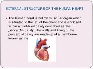 EXTERNAL STRUCTURE OF THE HUMAN HEART
 The human heart is hollow muscular organ which
is situated to the left of the chest and is enclosed
within a fluid-filled cavity described as the
pericardial cavity. The walls and lining of the
pericardial cavity are made up of a membrane
known as the pericardium.
 