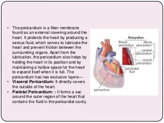 • The pericardium is a fiber membrane
found as an external covering around the
heart. It protects the heart by producing a
serous fluid, which serves to lubricate the
heart and prevent friction between the
surrounding organs. Apart from the
lubrication, the pericardium also helps by
holding the heart in its position and by
maintaining a hollow space for the heart
to expand itself when it is full. The
pericardium has two exclusive layers—
• Visceral Pericardium: It directly covers
the outside of the heart.
• Parietal Pericardium: : It forms a sac
around the outer region of the heart that
contains the fluid in the pericardial cavity.
 