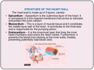 STRUCTURE OF THE HEART WALL
The heart wall is made up of 3 layers, namely:
 Epicardium – Epicardium is the outermost layer of the heart. It
is composed of a thin-layered membrane that serves to lubricate
and protect the outer section.
 Myocardium – This is a layer of muscle tissue and it constitutes
the middle layer wall of the heart. It contributes to the thickness
and is responsible for the pumping action.
 Endocardium – It is the innermost layer that lines the inner
heart chambers and covers the heart valves. Furthermore, it
prevents the blood from sticking to the inner walls, thereby
preventing potentially fatal blood clots
 