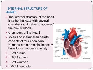 INTERNAL STRUCTURE OF
HEART
 The internal structure of the heart
is rather intricate with several
chambers and valves that control
the flow of blood.
 Chambers of the Heart
 Avian and mammalian hearts
consists of four chambers.
Humans are mammals; hence, we
have four chambers, namely:
1. Left atrium
2. Right atrium
3. Left ventricle
4. Right ventricle
 