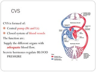 CVS.pdf