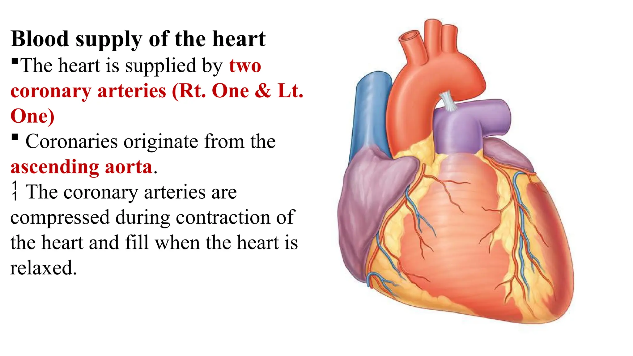 Blood supply of the heart
The heart is supplied by two
coronary arteries (Rt. One & Lt.
One)
 Coronaries originate from the
ascending aorta.
 The coronary arteries are
compressed during contraction of
the heart and fill when the heart is
relaxed.
 