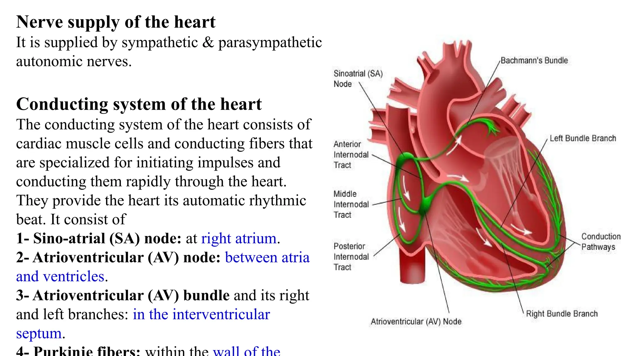 Nerve supply of the heart
It is supplied by sympathetic & parasympathetic
autonomic nerves.
Conducting system of the heart
The conducting system of the heart consists of
cardiac muscle cells and conducting fibers that
are specialized for initiating impulses and
conducting them rapidly through the heart.
They provide the heart its automatic rhythmic
beat. It consist of
1- Sino-atrial (SA) node: at right atrium.
2- Atrioventricular (AV) node: between atria
and ventricles.
3- Atrioventricular (AV) bundle and its right
and left branches: in the interventricular
septum.
 