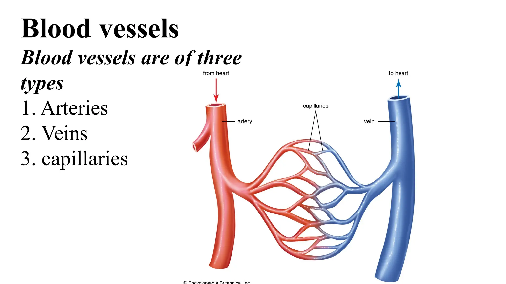 Blood vessels
Blood vessels are of three
types
1. Arteries
2. Veins
3. capillaries
 