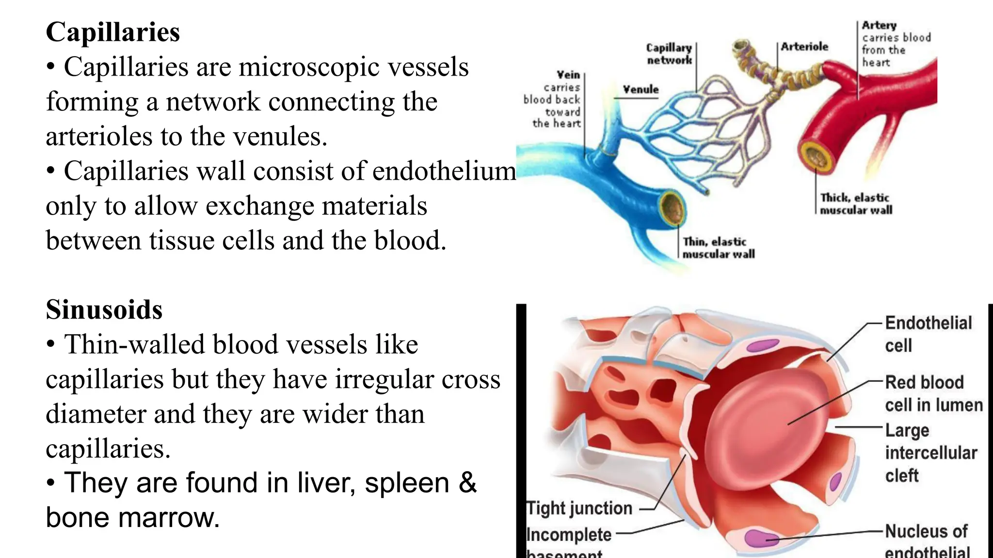 Capillaries
• Capillaries are microscopic vessels
forming a network connecting the
arterioles to the venules.
• Capillaries wall consist of endothelium
only to allow exchange materials
between tissue cells and the blood.
Sinusoids
• Thin-walled blood vessels like
capillaries but they have irregular cross
diameter and they are wider than
capillaries.
• They are found in liver, spleen &
bone marrow.
 