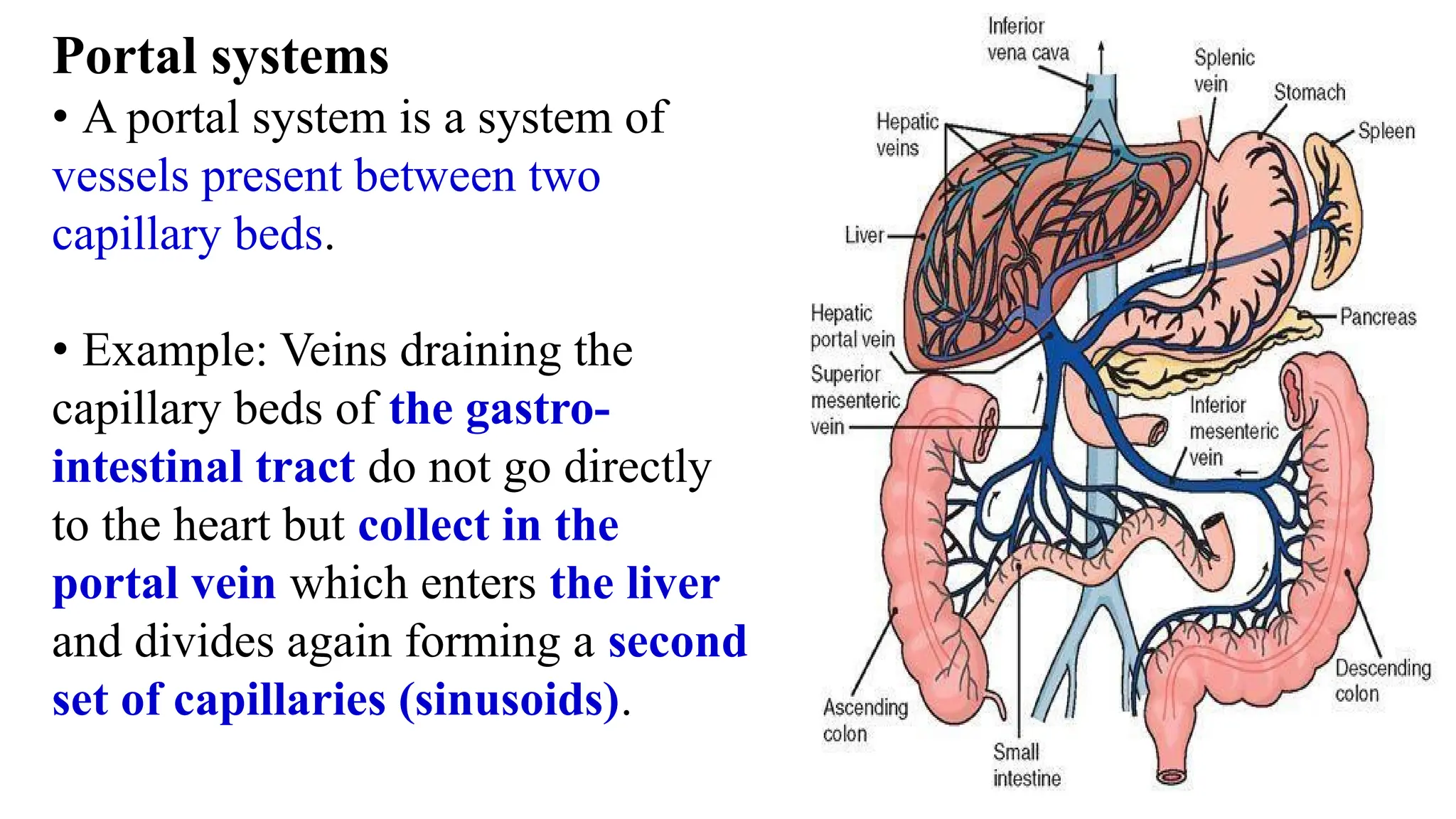 Portal systems
• A portal system is a system of
vessels present between two
capillary beds.
• Example: Veins draining the
capillary beds of the gastro-
intestinal tract do not go directly
to the heart but collect in the
portal vein which enters the liver
and divides again forming a second
set of capillaries (sinusoids).
 