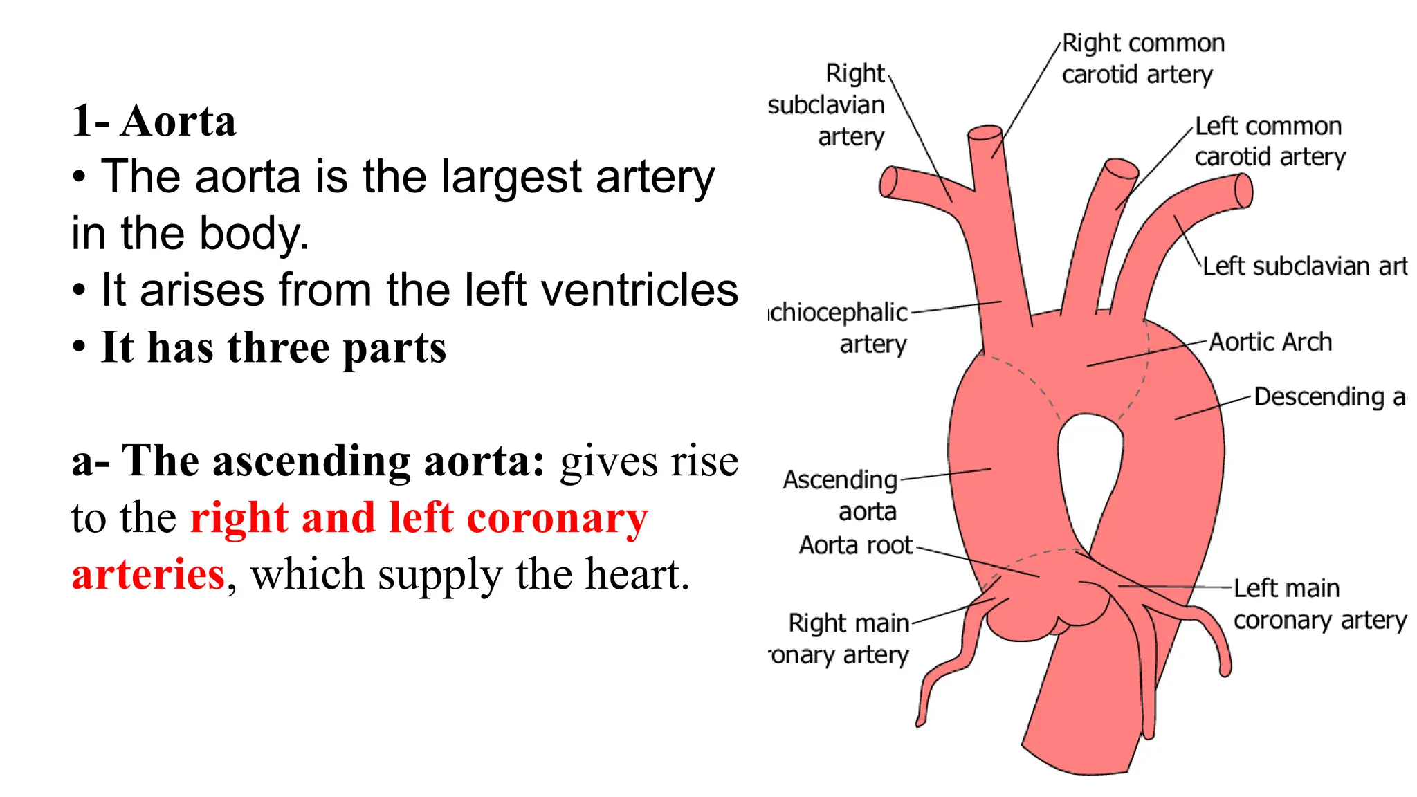 1- Aorta
• The aorta is the largest artery
in the body.
• It arises from the left ventricles
• It has three parts
a- The ascending aorta: gives rise
to the right and left coronary
arteries, which supply the heart.
 