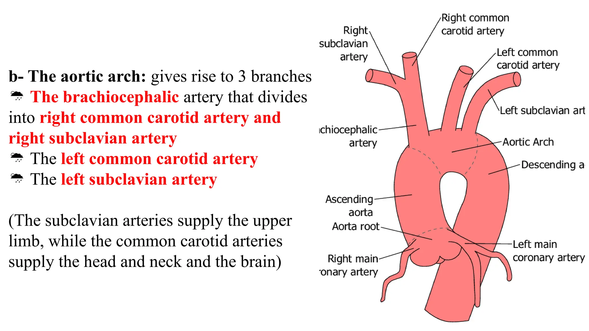 b- The aortic arch: gives rise to 3 branches
 The brachiocephalic artery that divides
into right common carotid artery and
right subclavian artery
 The left common carotid artery
 The left subclavian artery
(The subclavian arteries supply the upper
limb, while the common carotid arteries
supply the head and neck and the brain)
 