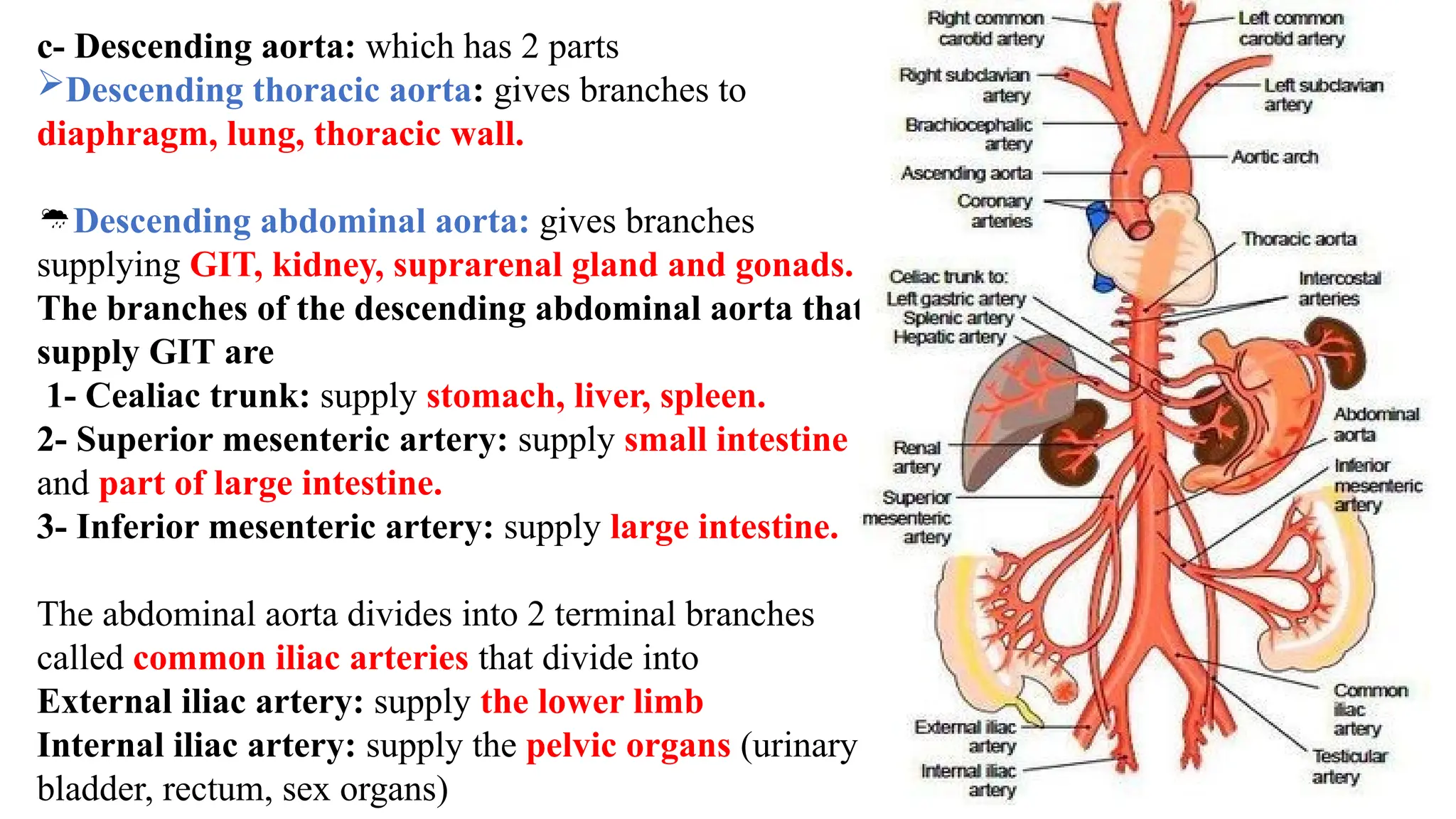 c- Descending aorta: which has 2 parts
Descending thoracic aorta: gives branches to
diaphragm, lung, thoracic wall.
Descending abdominal aorta: gives branches
supplying GIT, kidney, suprarenal gland and gonads.
The branches of the descending abdominal aorta that
supply GIT are
1- Cealiac trunk: supply stomach, liver, spleen.
2- Superior mesenteric artery: supply small intestine
and part of large intestine.
3- Inferior mesenteric artery: supply large intestine.
The abdominal aorta divides into 2 terminal branches
called common iliac arteries that divide into
External iliac artery: supply the lower limb
Internal iliac artery: supply the pelvic organs (urinary
bladder, rectum, sex organs)
 