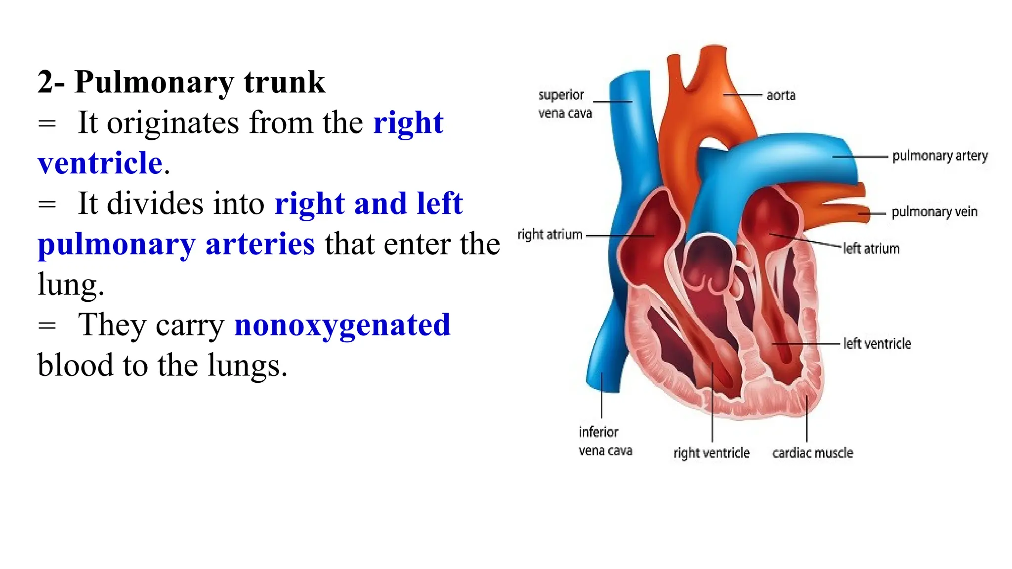 2- Pulmonary trunk
= It originates from the right
ventricle.
= It divides into right and left
pulmonary arteries that enter the
lung.
= They carry nonoxygenated
blood to the lungs.
 