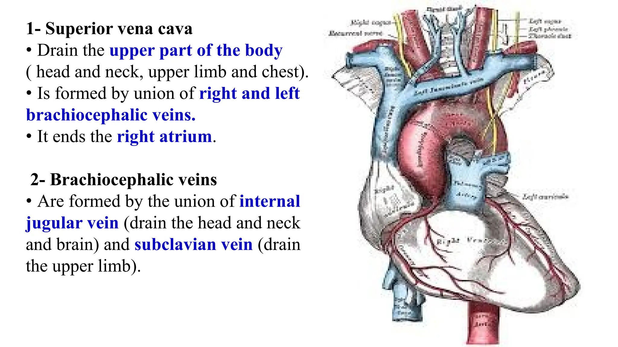 1- Superior vena cava
• Drain the upper part of the body
( head and neck, upper limb and chest).
• Is formed by union of right and left
brachiocephalic veins.
• It ends the right atrium.
2- Brachiocephalic veins
• Are formed by the union of internal
jugular vein (drain the head and neck
and brain) and subclavian vein (drain
the upper limb).
 