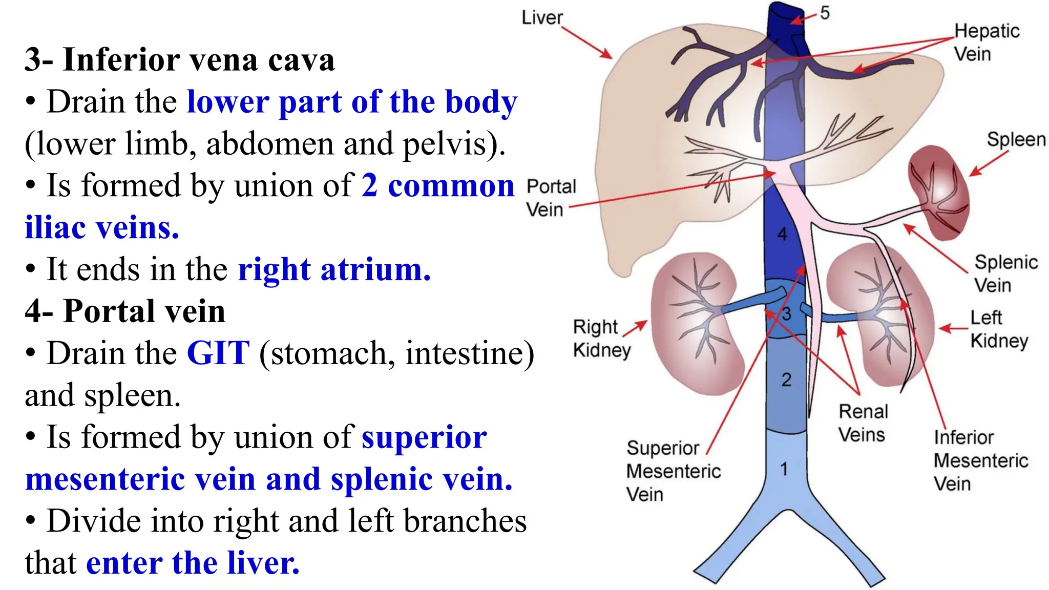 3- Inferior vena cava
• Drain the lower part of the body
(lower limb, abdomen and pelvis).
• Is formed by union of 2 common
iliac veins.
• It ends in the right atrium.
4- Portal vein
• Drain the GIT (stomach, intestine)
and spleen.
• Is formed by union of superior
mesenteric vein and splenic vein.
• Divide into right and left branches
that enter the liver.
 