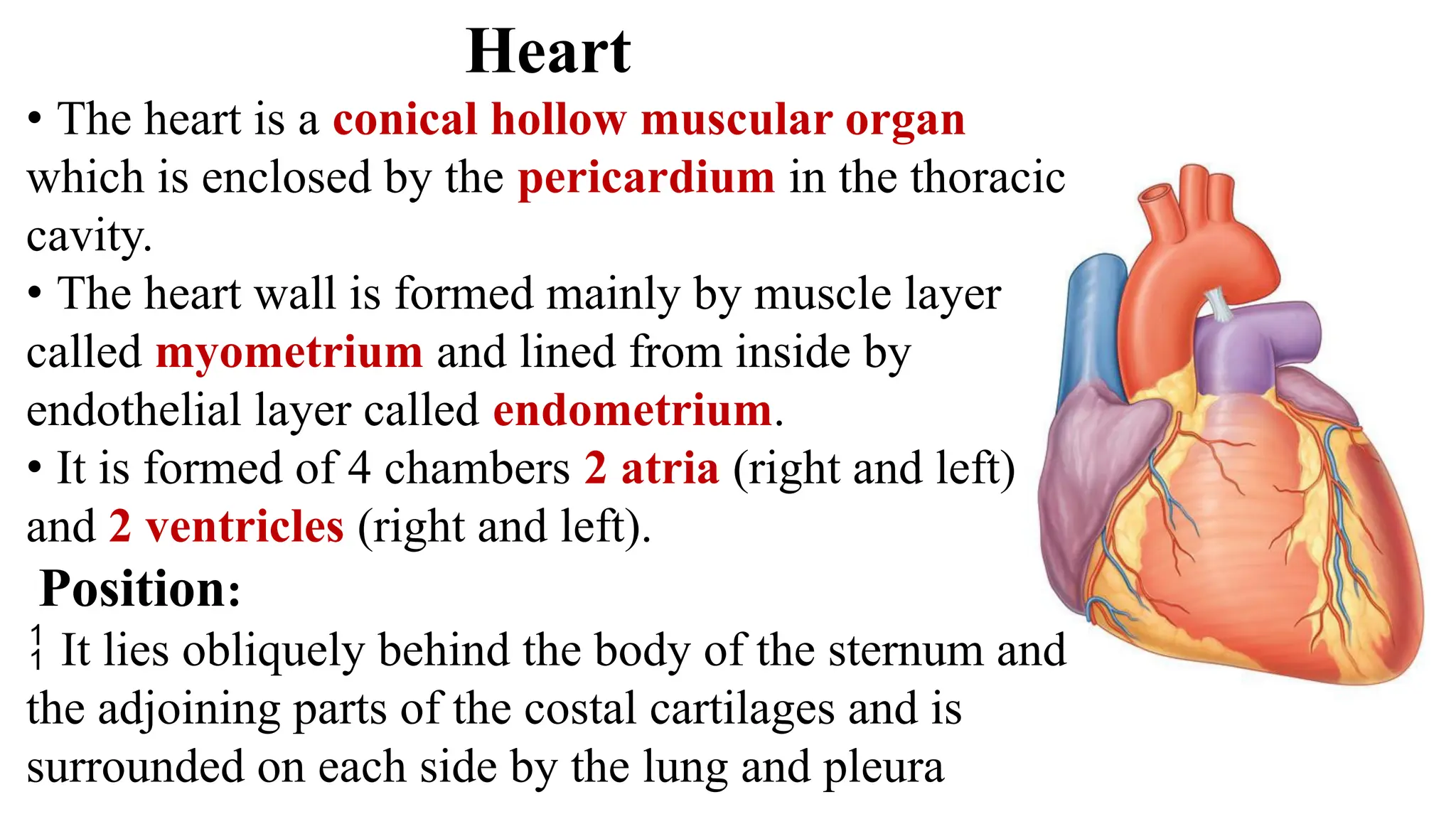 Heart
• The heart is a conical hollow muscular organ
which is enclosed by the pericardium in the thoracic
cavity.
• The heart wall is formed mainly by muscle layer
called myometrium and lined from inside by
endothelial layer called endometrium.
• It is formed of 4 chambers 2 atria (right and left)
and 2 ventricles (right and left).
Position:
 It lies obliquely behind the body of the sternum and
the adjoining parts of the costal cartilages and is
surrounded on each side by the lung and pleura
 