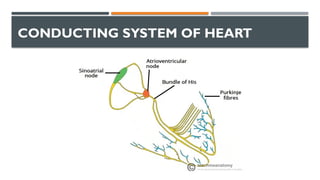 Comprehensive Overview of the Human Cardiovascular System and Its ...