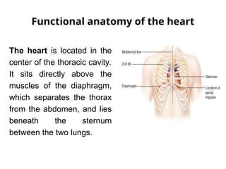 Comprehensive Overview of Cardiovascular Physiology and Heart Function ...