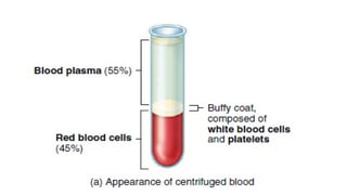 Comprehensive Overview of the Cardiovascular System and Blood ...